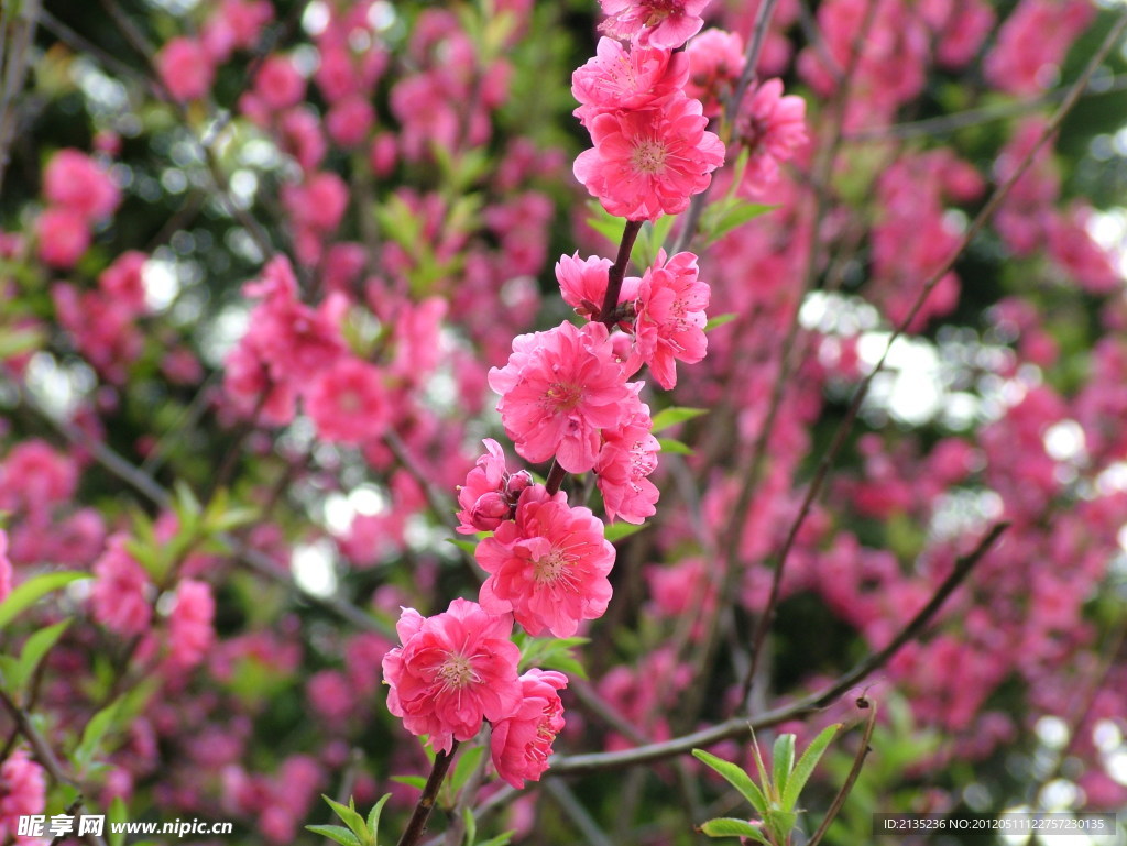桃花