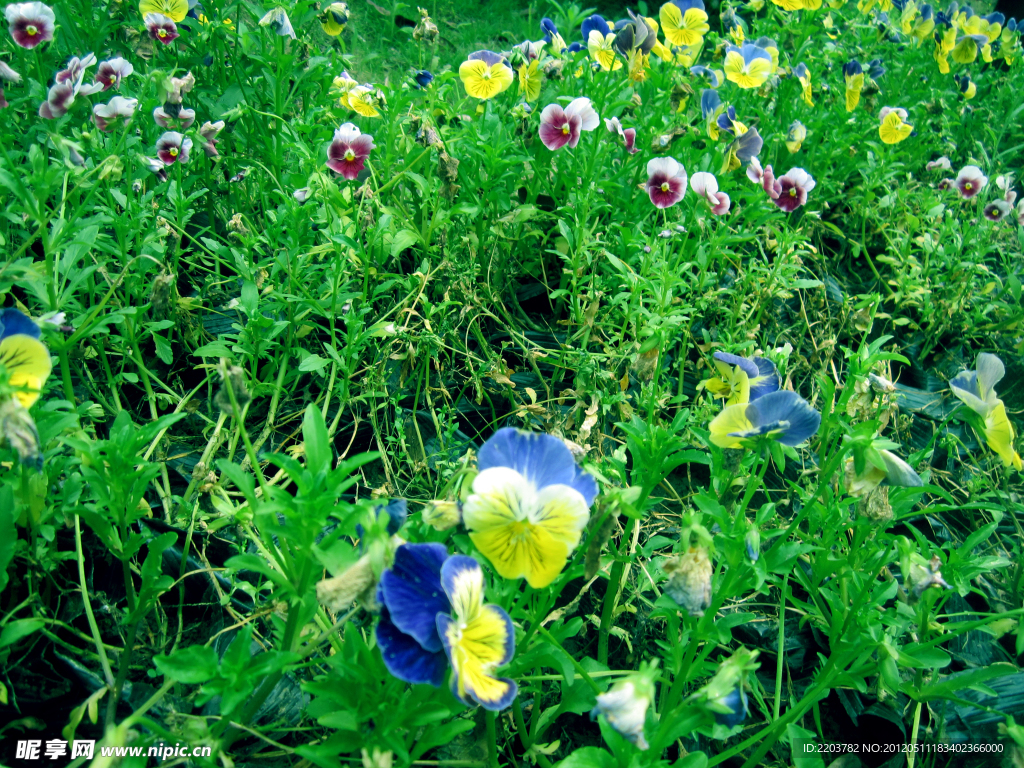 蝴蝶花