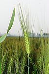 麦田