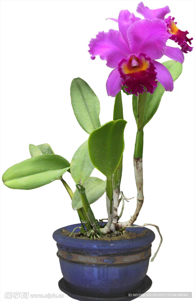 盆栽花