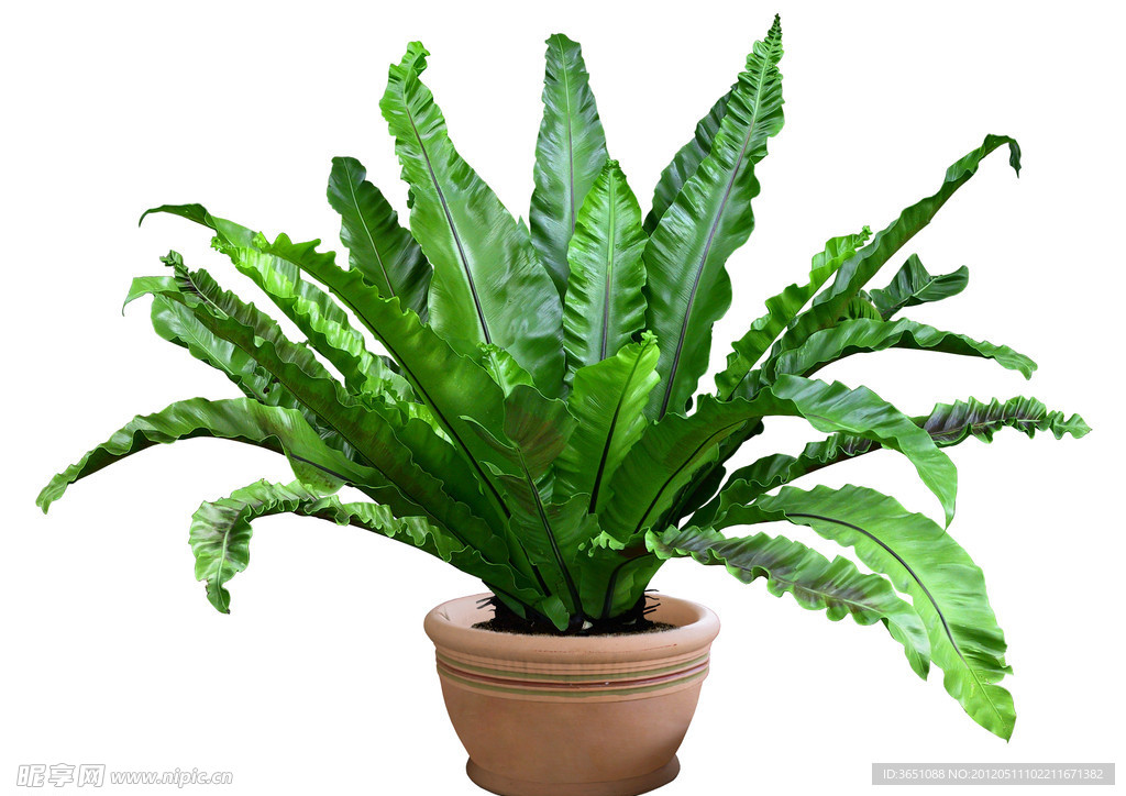 盆栽植物