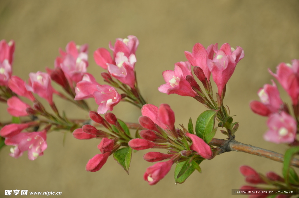 锦带花