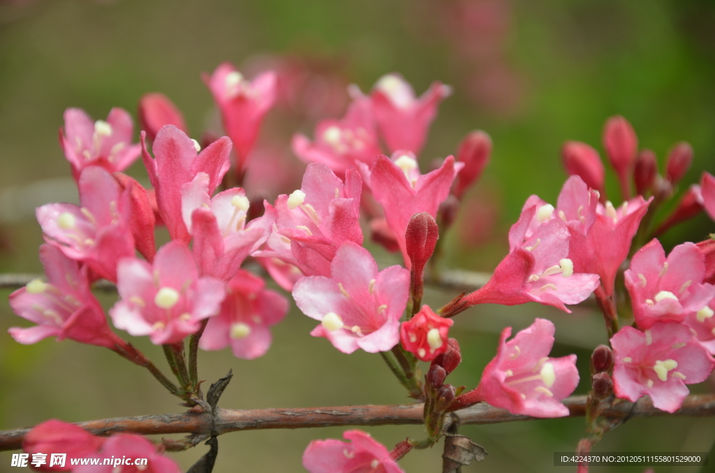 锦带花