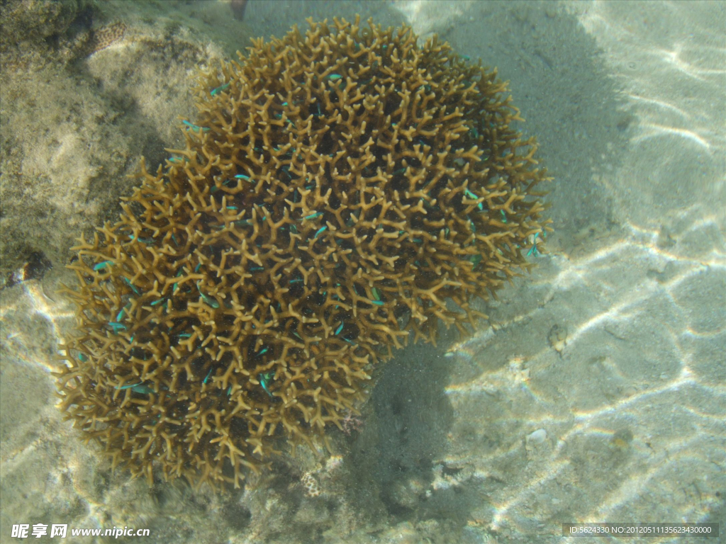 珊瑚 自然 海底