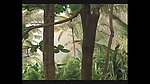 热带植物