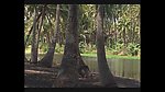 热带植物