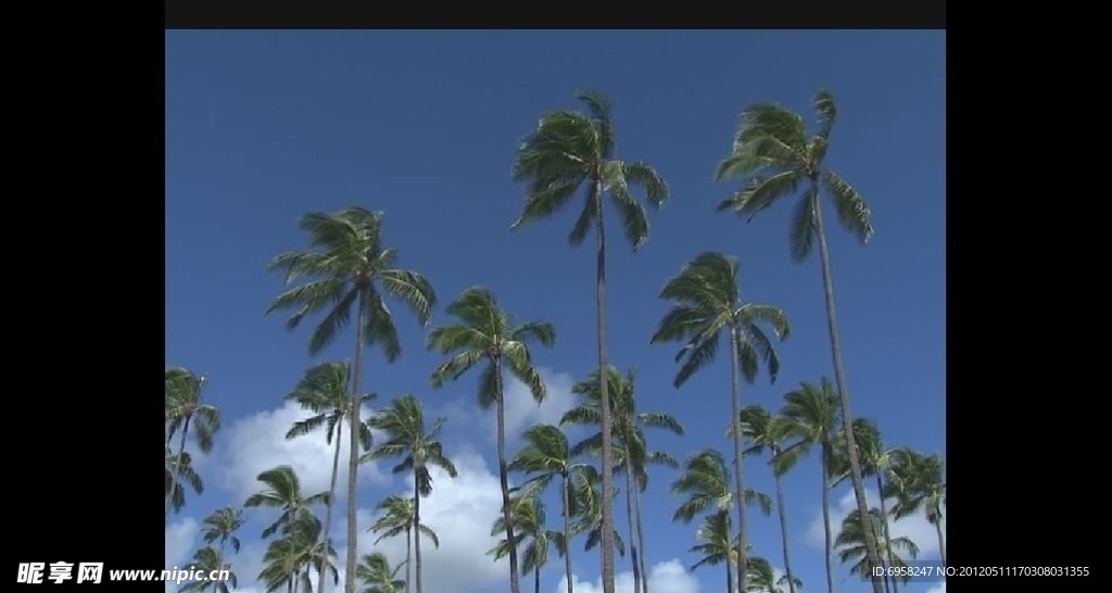 热带植物