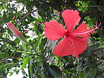 扶桑花