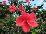 扶桑花