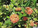 龙船花