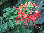 红色花