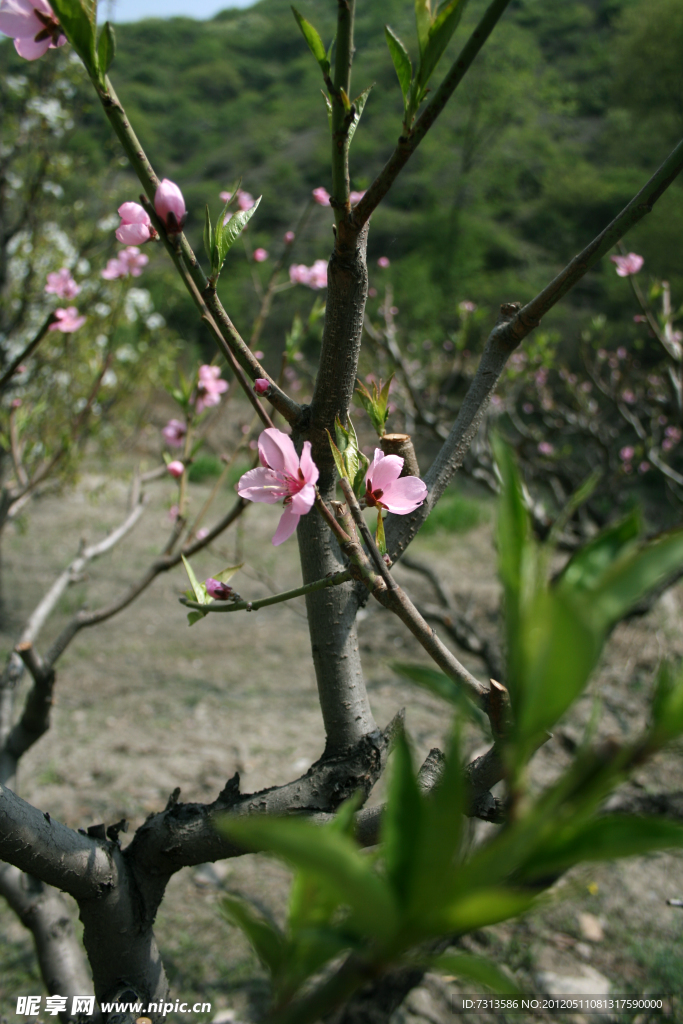 桃花