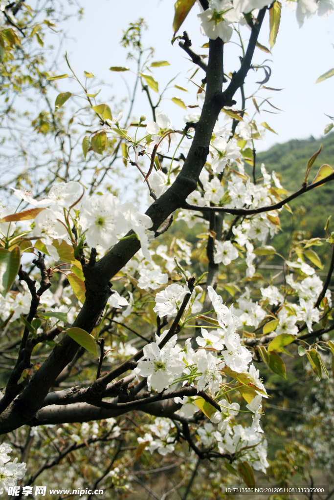 梨花