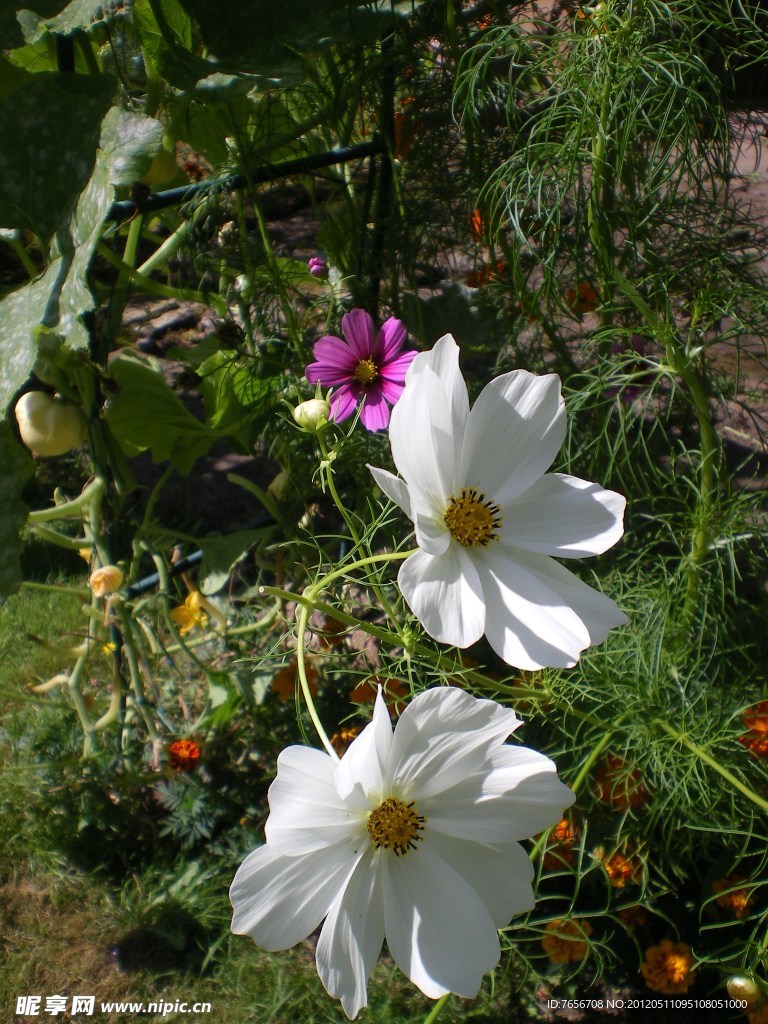 白色丽春花