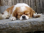 狗狗