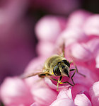 蜜蜂与花