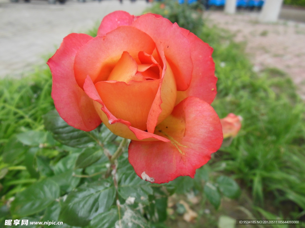 月季花