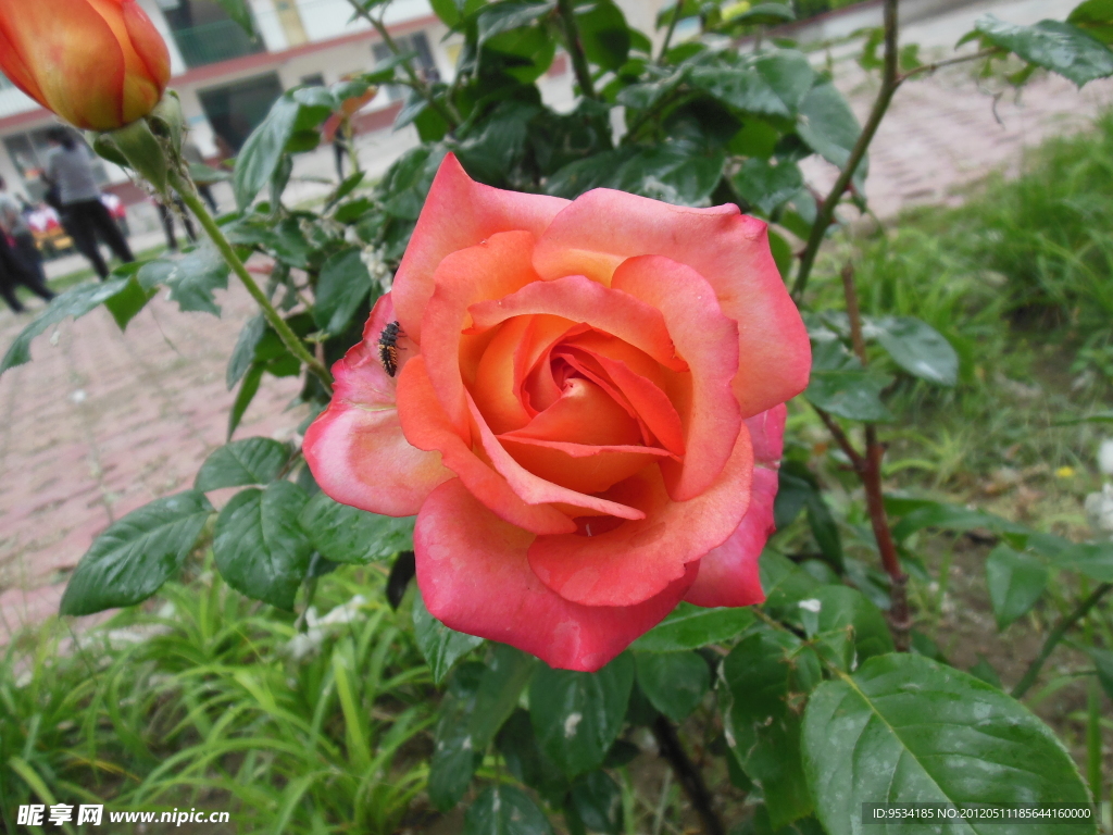 月季花