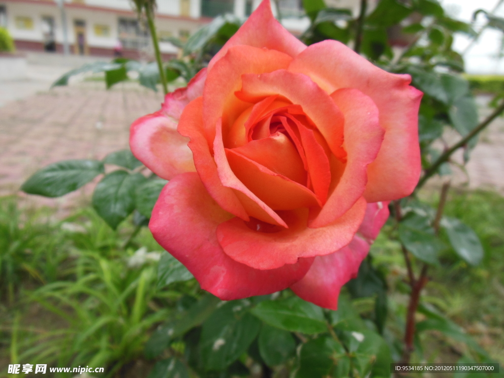 月季花