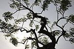 大树 树枝 太阳