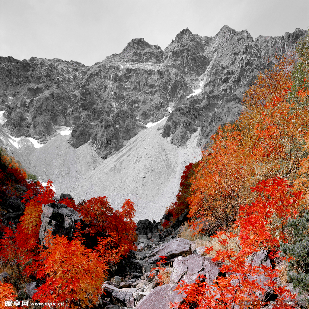 遍山红