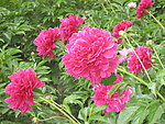 牡丹花