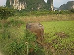 黄牛