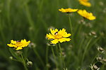 小黄花与蜜蜂