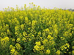 油菜花