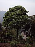 樟树
