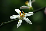 一枝柠檬花