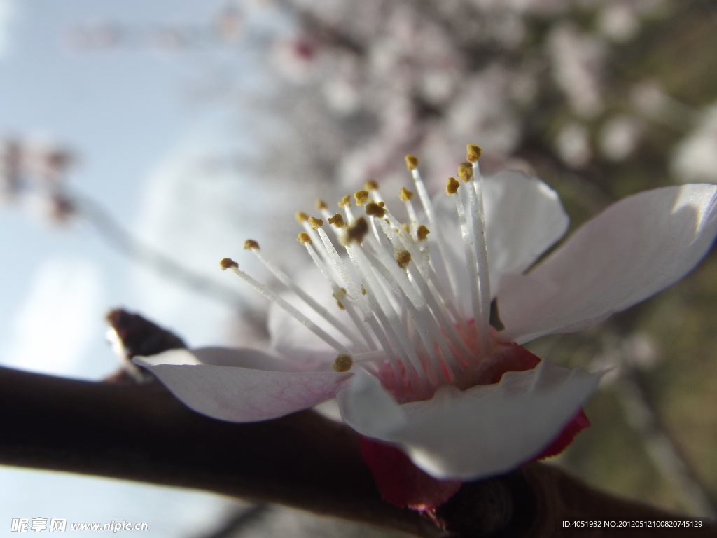 近景桃花