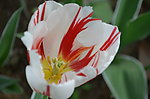 郁金香花开