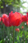 郁金香花开