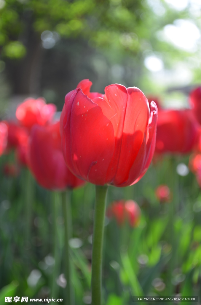 郁金香花开