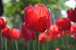 郁金香花开