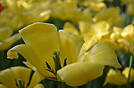 郁金香花开