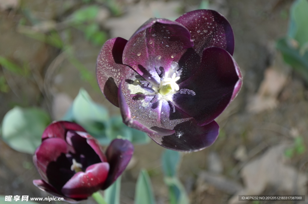郁金香花开