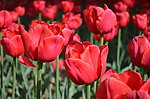 郁金香花开