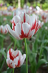郁金香花开