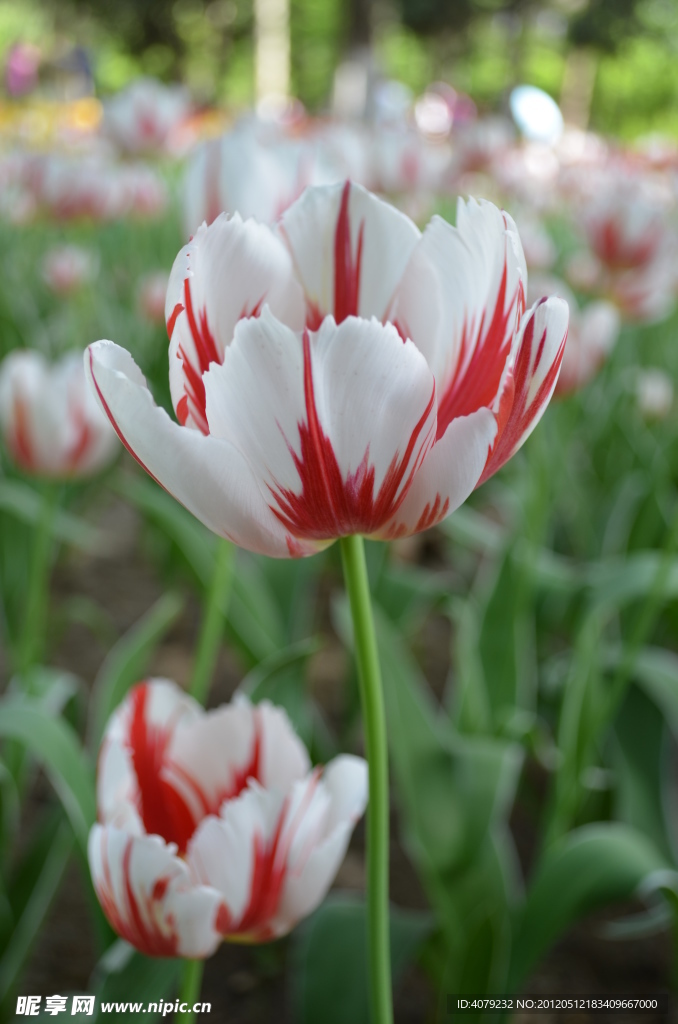郁金香花开
