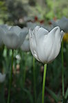 郁金香花开