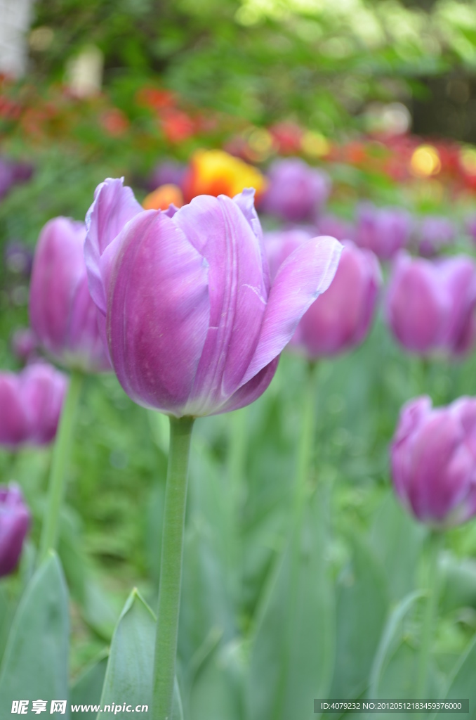 郁金香花开