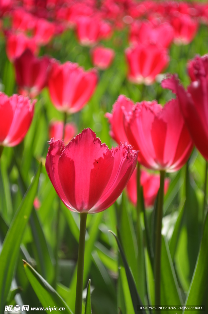 郁金香花开