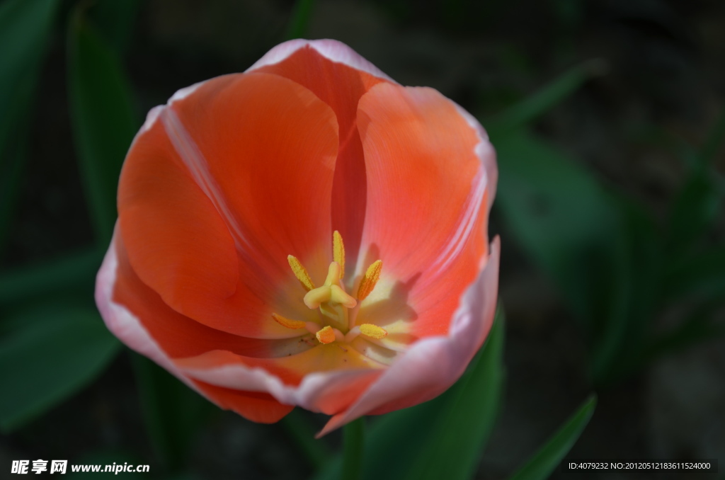 郁金香花开