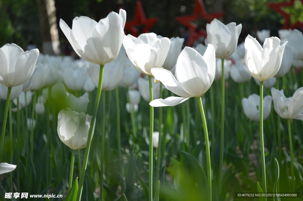 郁金香花开