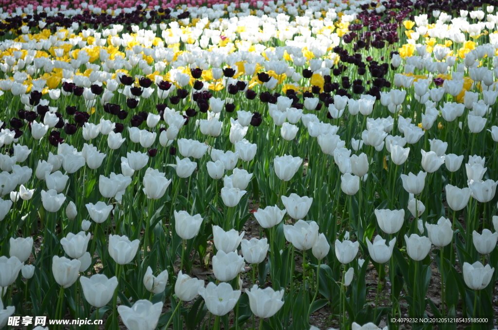 郁金香花开