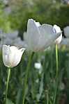 郁金香花开