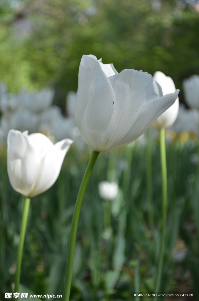 郁金香花开