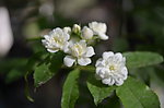 小白花